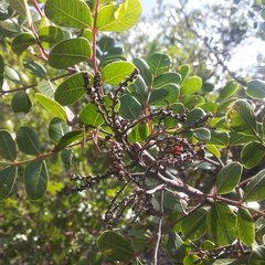 Rhus chondroloma huajuapanensis