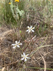 Moraea viscaria