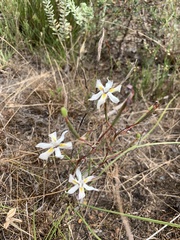 Moraea viscaria
