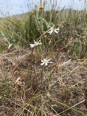 Moraea viscaria
