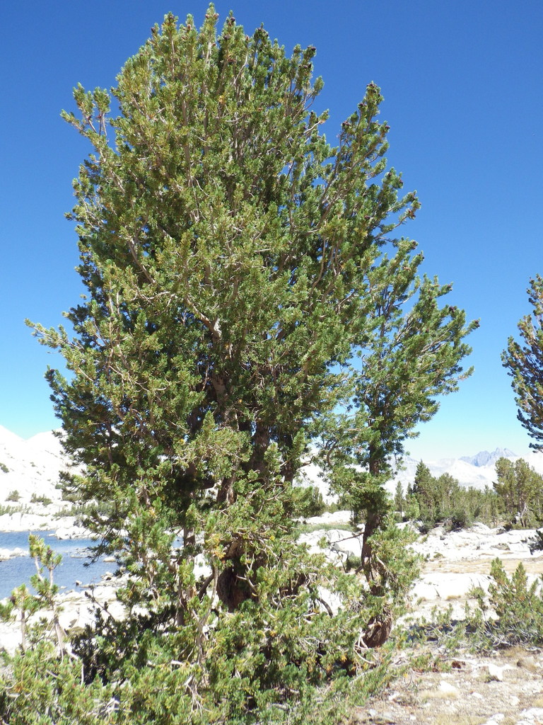 Whitebark Pine from Lake Marjorie basin, Pinchot Pass area, Sierra ...