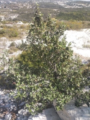 Cercocarpus macrophyllus