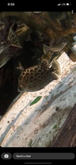 Scatophagus
