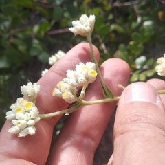 Pseudognaphalium viscosum