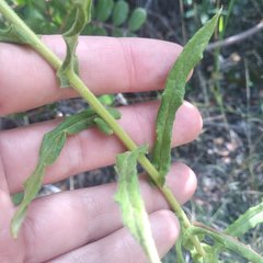 Pseudognaphalium viscosum