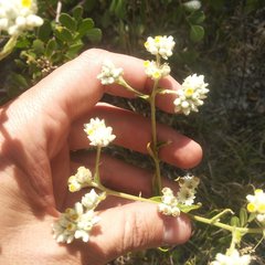 Pseudognaphalium viscosum