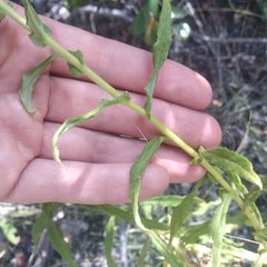 Pseudognaphalium viscosum