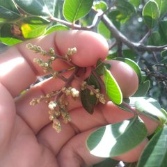 Rhus chondroloma huajuapanensis