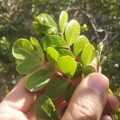 Rhus chondroloma huajuapanensis