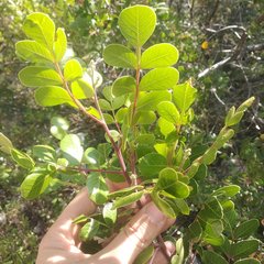Rhus chondroloma huajuapanensis