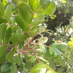 Rhus chondroloma huajuapanensis
