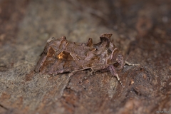 Ctenoplusia accentifera