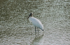 Mycteria americana