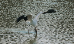 Mycteria americana