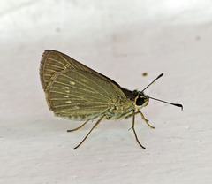 Vehilius stictomenes