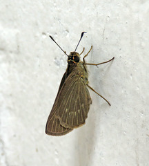 Vehilius stictomenes