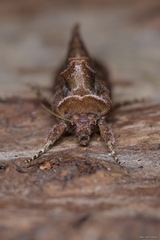 Ctenoplusia accentifera