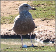 Larus glaucescens