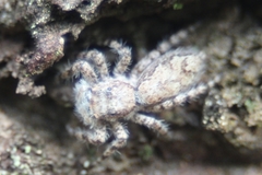 Platycryptus magnus