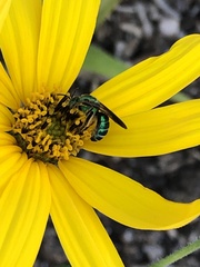 Agapostemon splendens