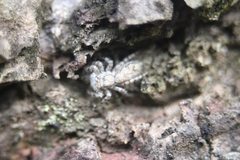 Platycryptus magnus