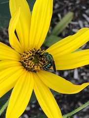 Agapostemon splendens