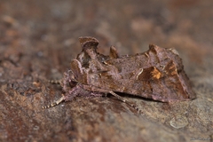 Ctenoplusia accentifera