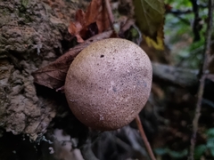 Scleroderma citrinum