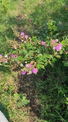 Mimosa albida