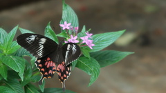 Papilio polytes