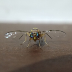 Bactrocera cucurbitae