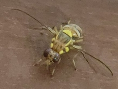 Bactrocera cucurbitae