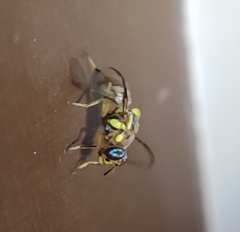 Bactrocera cucurbitae