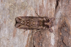 Ctenoplusia accentifera