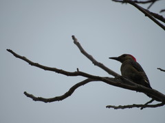 Melanerpes aurifrons