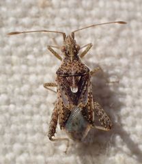 Harmostes angustatus