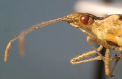 Harmostes angustatus