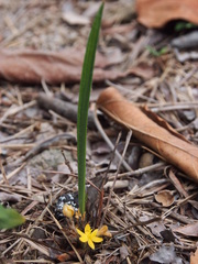 Curculigo orchioides