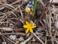 Curculigo orchioides