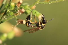 Eumenes papillarius