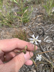 Moraea viscaria