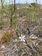 Moraea viscaria