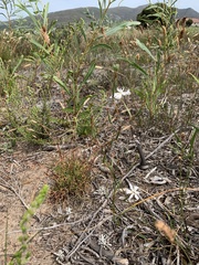 Moraea viscaria