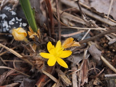 Curculigo orchioides