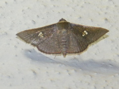 Banisia