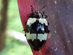 Barytopus lunulatus