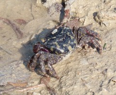 Metopograpsus messor
