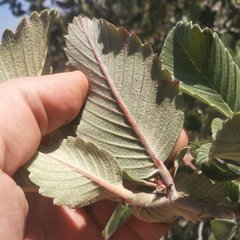 Cercocarpus macrophyllus
