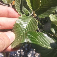 Cercocarpus macrophyllus