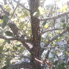 Cercocarpus macrophyllus